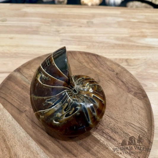 Reserve Polished Nautilus Cymatoceras Fossil 5.61’’ - Fossil Specimen