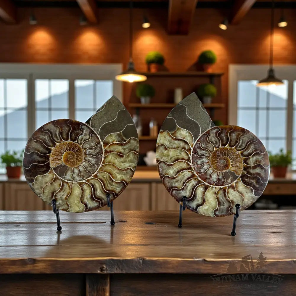 Split Agatized Ammonite Pair Fossil Pair