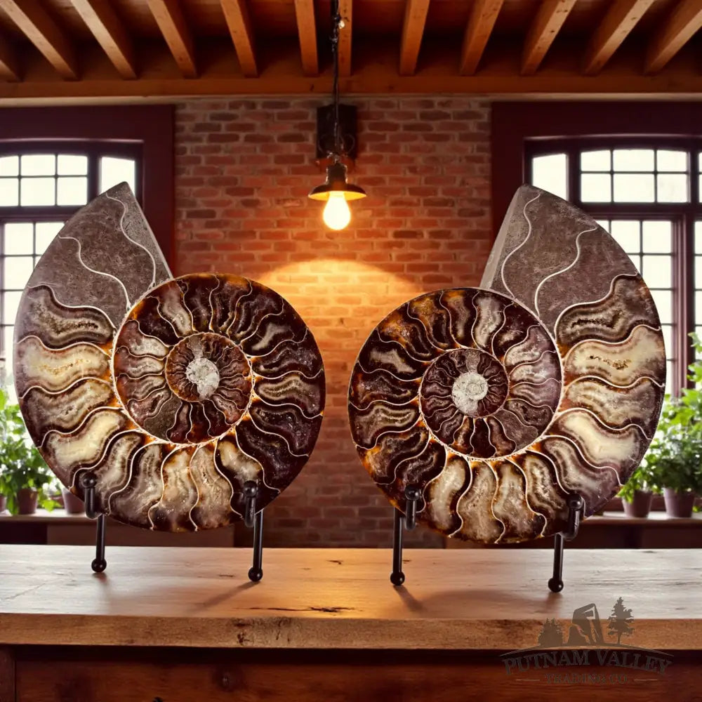 Split Agatized Ammonite Pair Fossil Pair
