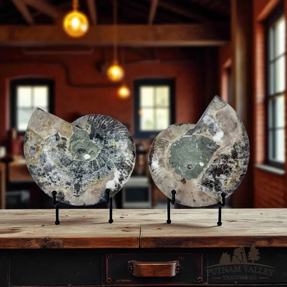 Split Agatized Ammonite Pair Fossil Pair