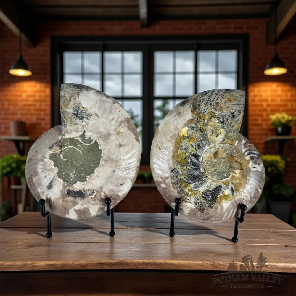 Split Agatized Ammonite Pair Fossil Pair