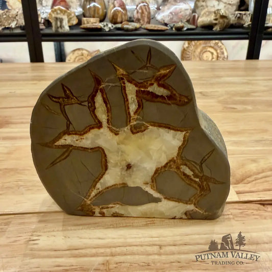 Reserve Utah Septarian Table Accent Accent