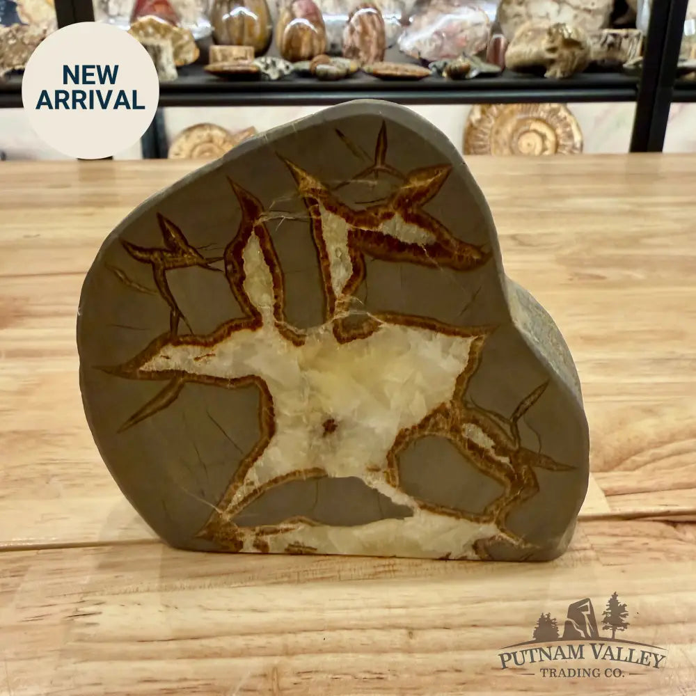 Reserve Utah Septarian Table Accent Accent