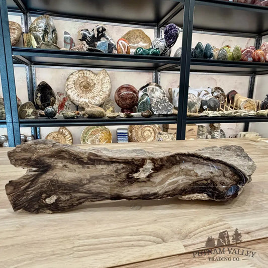 Reserve Washington Petrified Wood Table Accent 17.75’’ - Sculpture