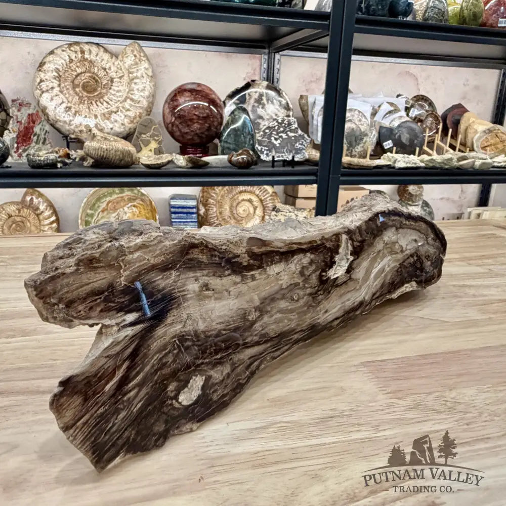 Reserve Washington Petrified Wood Table Accent 17.75’’ - Sculpture