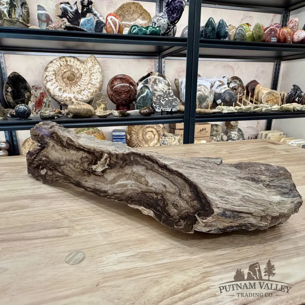 Reserve Washington Petrified Wood Table Accent 17.75’’ - Sculpture