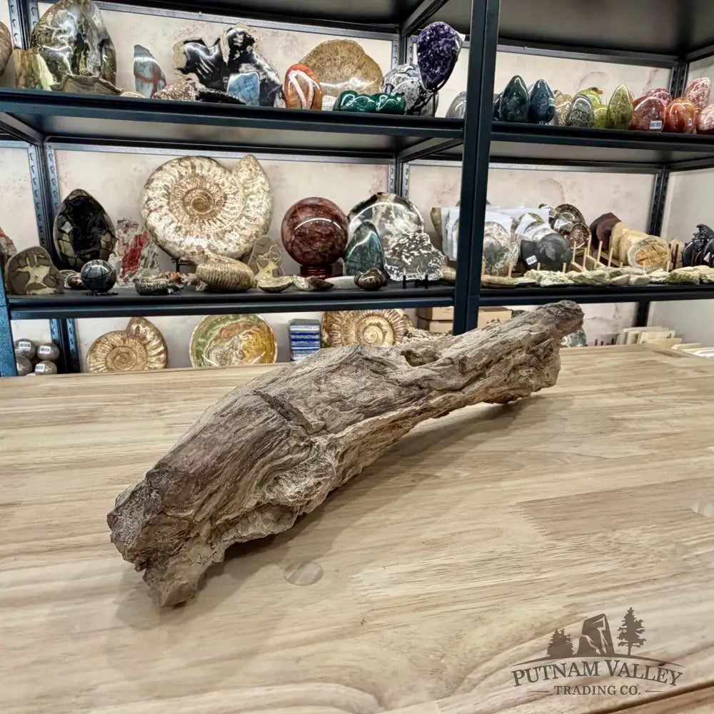 Reserve Washington Petrified Wood Table Accent 17.75’’ - Sculpture
