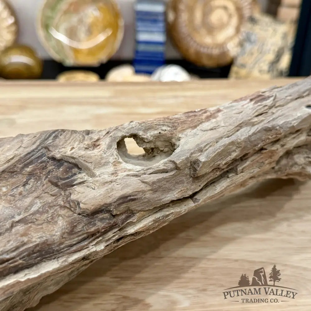 Reserve Washington Petrified Wood Table Accent 17.75’’ - Sculpture