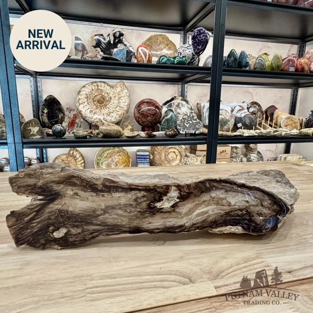 Reserve Washington Petrified Wood Table Accent 17.75’’ - Sculpture