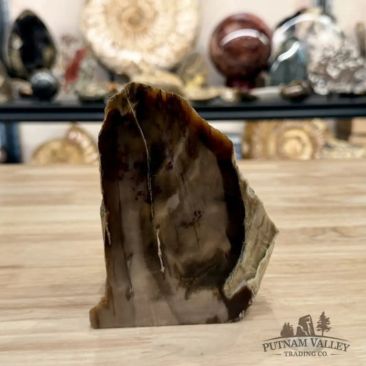 Reserve Washington Petrified Wood Table Accent 5.1’’ - Sculpture