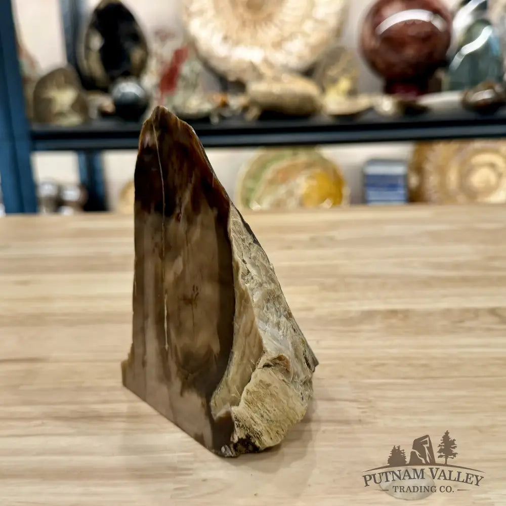Reserve Washington Petrified Wood Table Accent 5.1’’ - Sculpture
