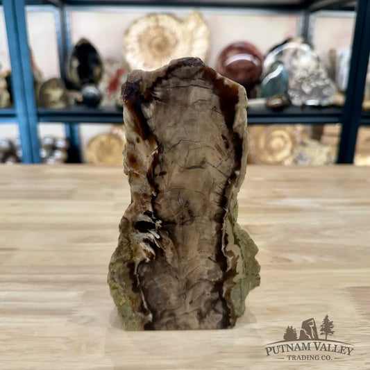 Reserve Washington Petrified Wood Table Accent 7.25’’ 2.06lb - Sculpture