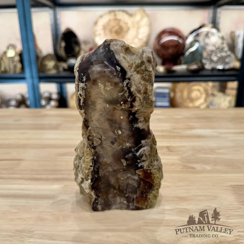 Reserve Washington Petrified Wood Table Accent 7.25’’ 2.06lb - Sculpture