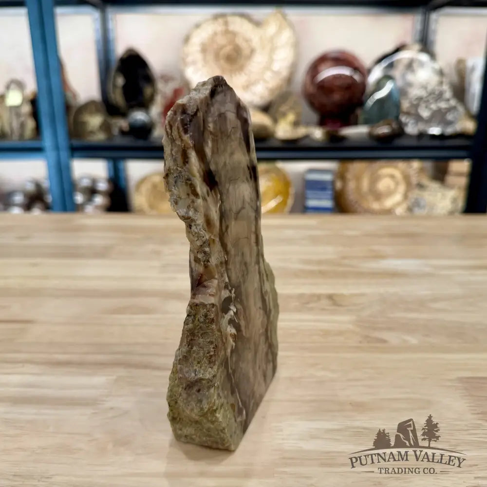 Reserve Washington Petrified Wood Table Accent 7.25’’ 2.06lb - Sculpture