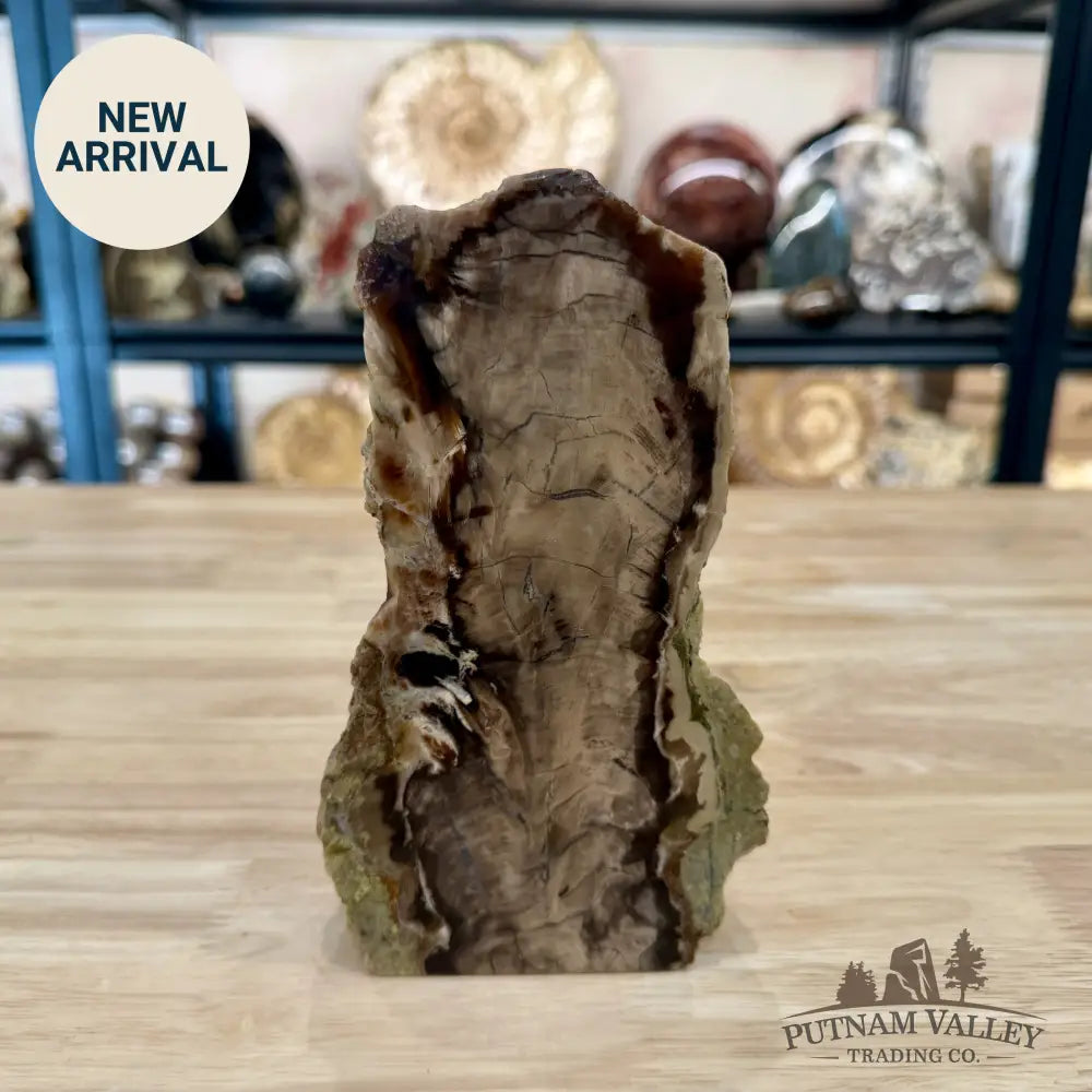 Reserve Washington Petrified Wood Table Accent 7.25’’ 2.06lb - Sculpture