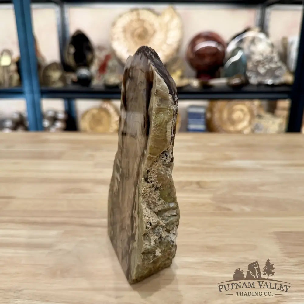Reserve Washington Petrified Wood Table Accent 7.25’’ 2.06lb - Sculpture