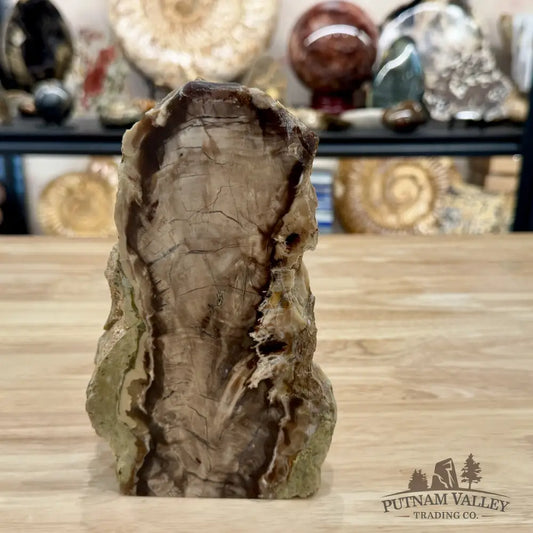 Reserve Washington Petrified Wood Table Accent 7.25’’ - Sculpture