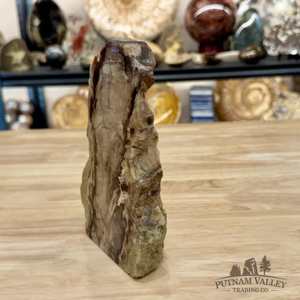 Reserve Washington Petrified Wood Table Accent 7.25’’ - Sculpture