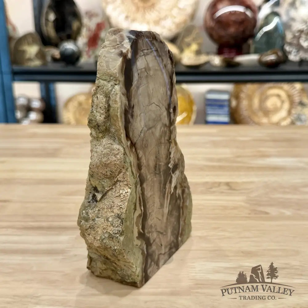 Reserve Washington Petrified Wood Table Accent 7.25’’ - Sculpture
