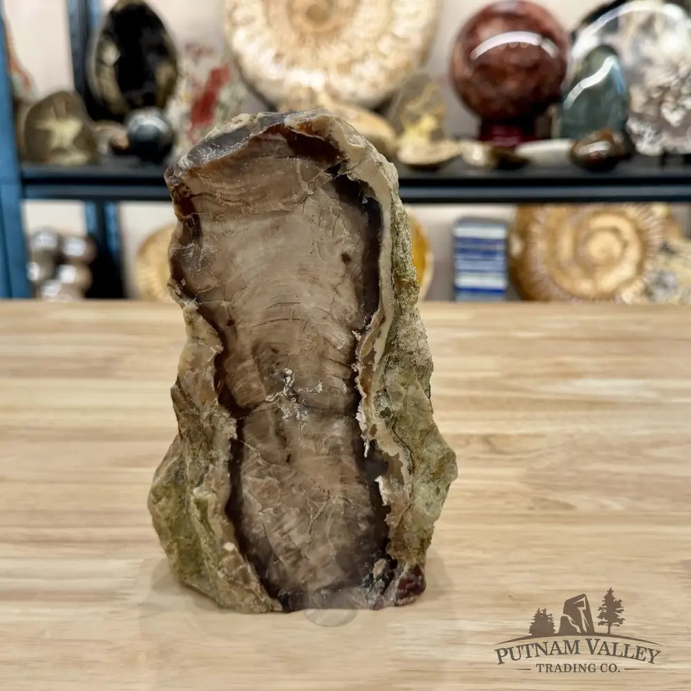 Reserve Washington Petrified Wood Table Accent 7.25’’ - Sculpture