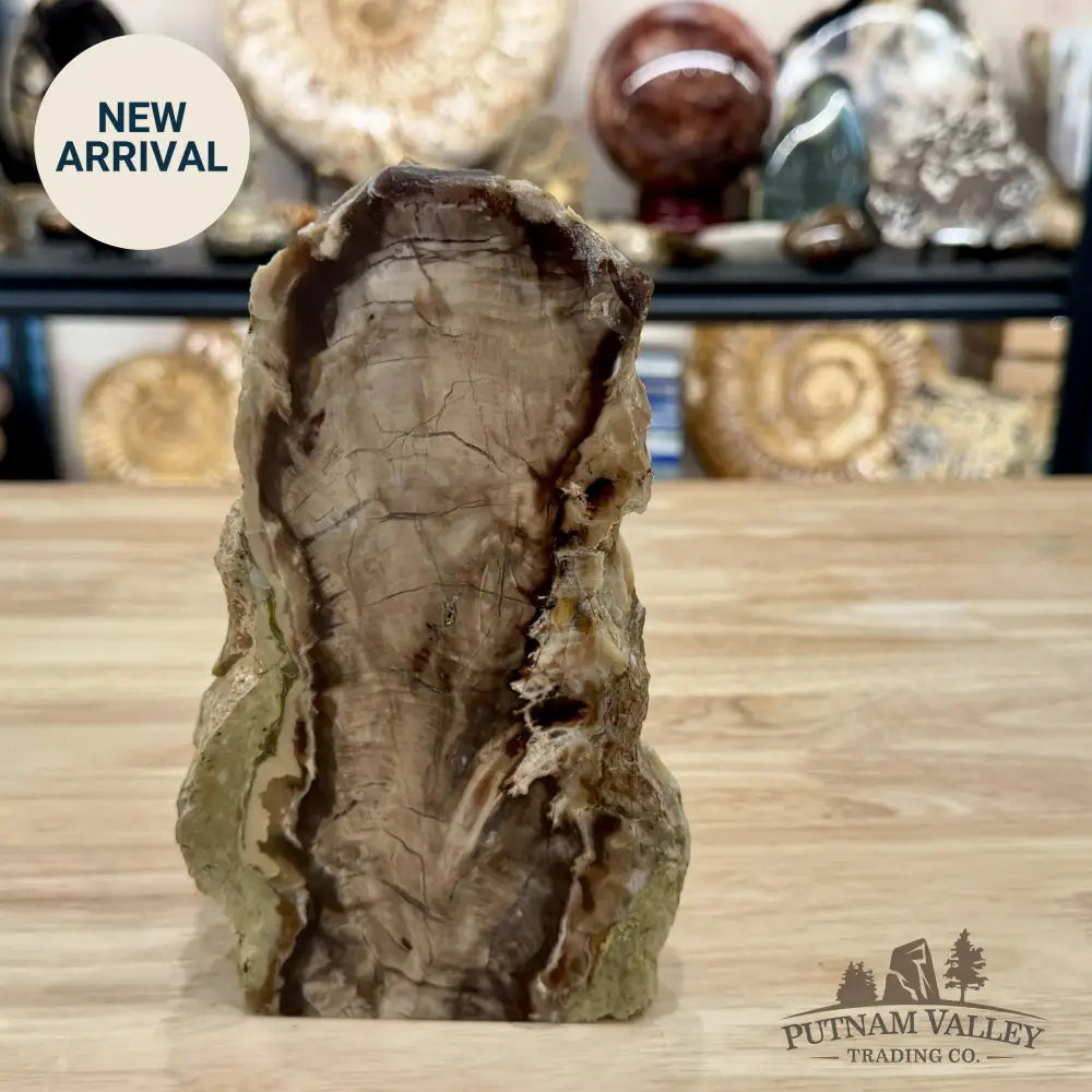 Reserve Washington Petrified Wood Table Accent 7.25’’ - Sculpture