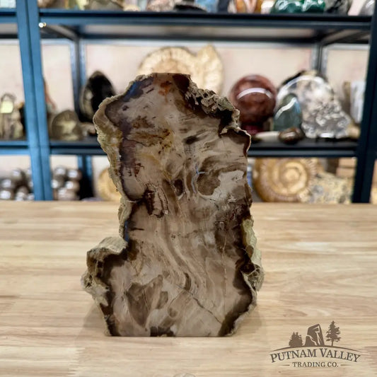 Reserve Washington Petrified Wood Table Accent 8.2’’ - Sculpture