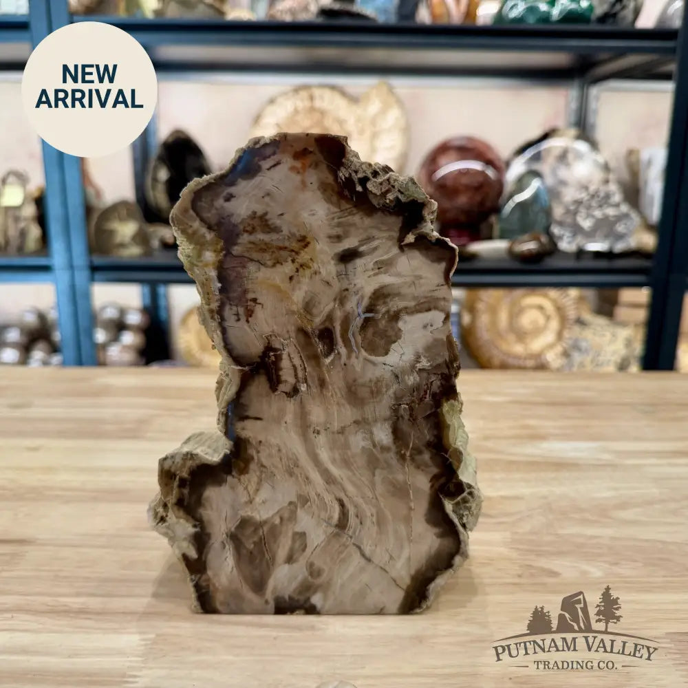 Reserve Washington Petrified Wood Table Accent 8.2’’ - Sculpture