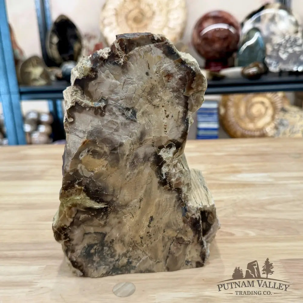 Reserve Washington Petrified Wood Table Accent 8.2’’ - Sculpture