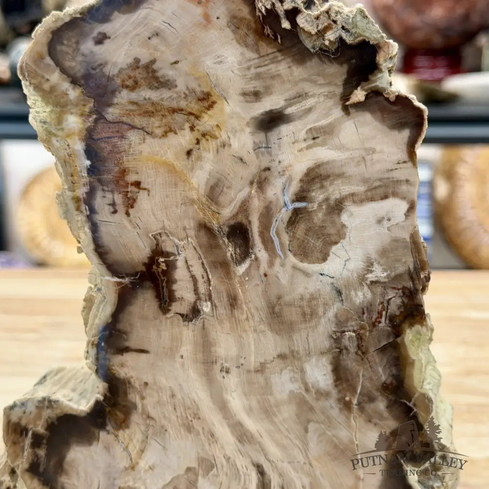 Reserve Washington Petrified Wood Table Accent 8.2’’ - Sculpture