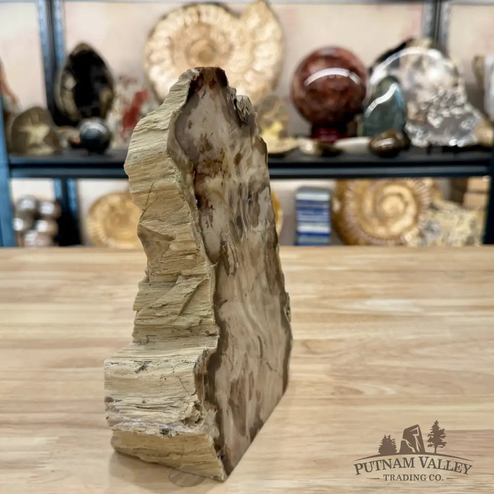 Reserve Washington Petrified Wood Table Accent 8.2’’ - Sculpture