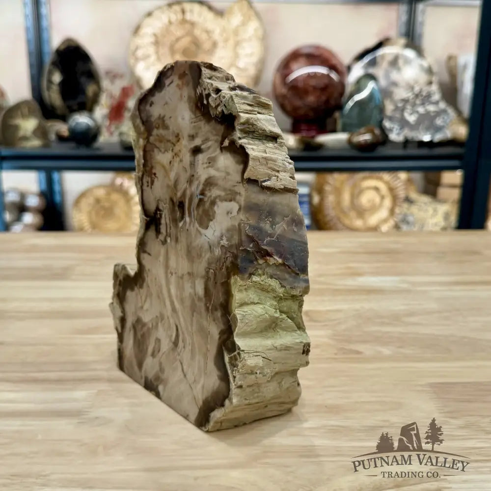 Reserve Washington Petrified Wood Table Accent 8.2’’ - Sculpture