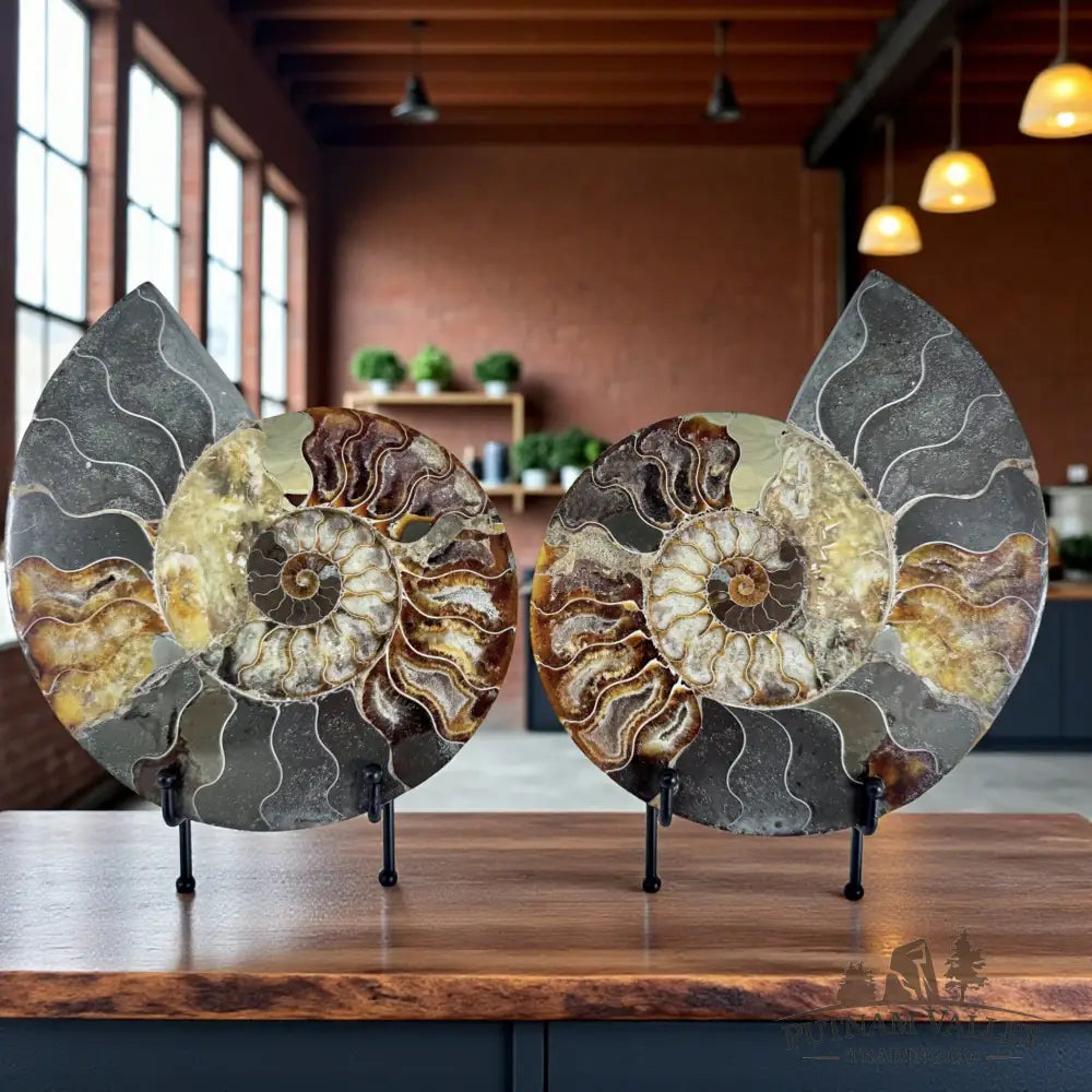 Split Agatized Ammonite Pair Fossil Pair