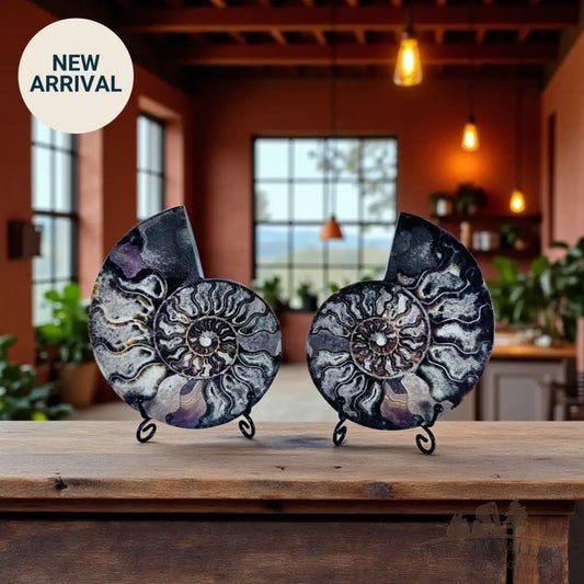 Split Agatized Ammonite Pair Fossil Pair