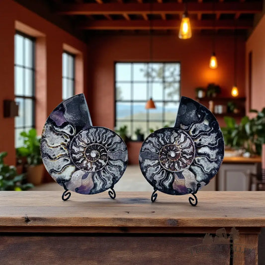 Split Agatized Ammonite Pair Fossil Pair