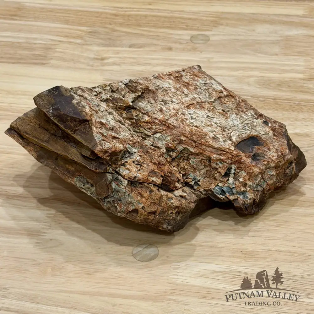 Stinkingwater Oregon Petrified Oak Wood Table Accent 7.67’’ - Free Standing Accent
