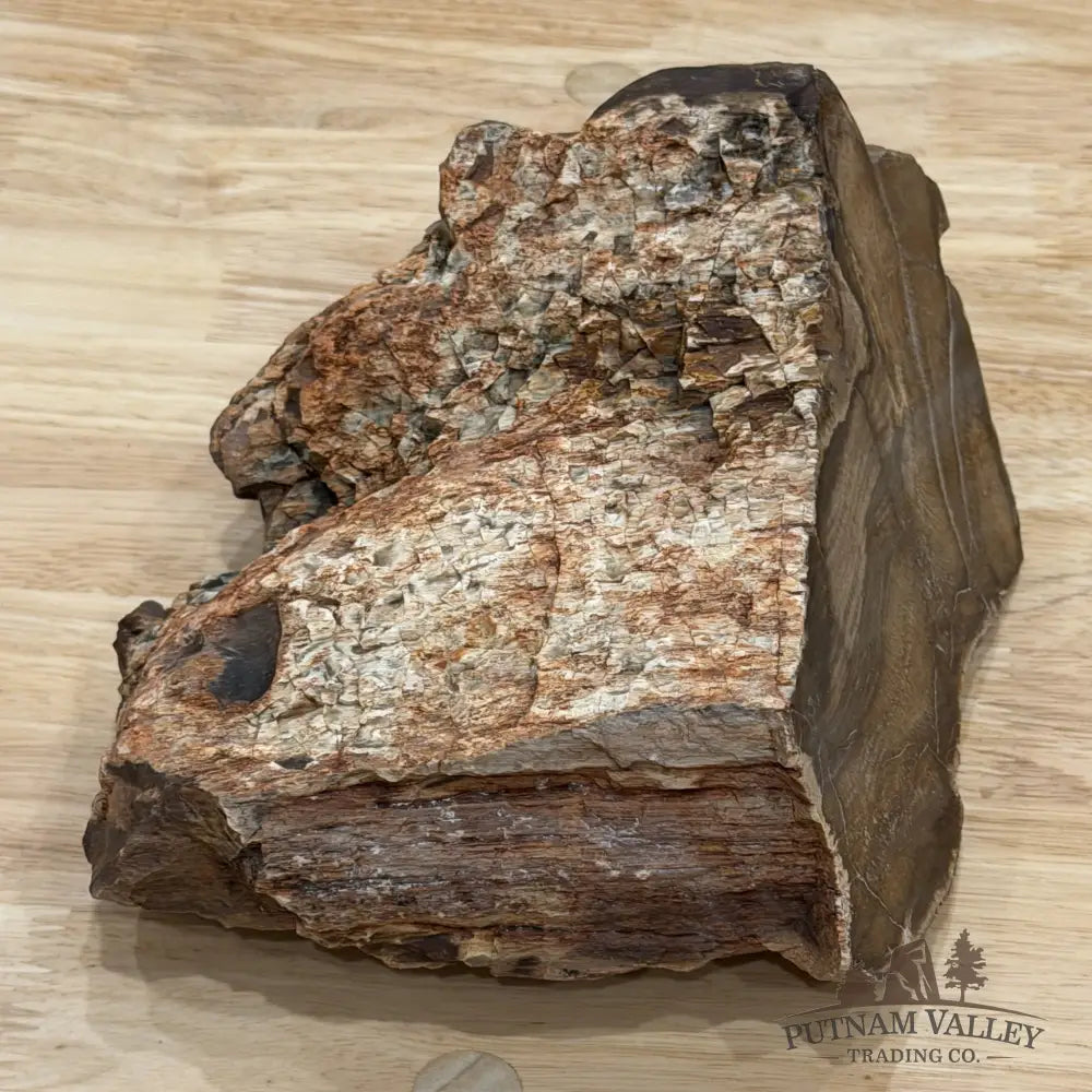Stinkingwater Oregon Petrified Oak Wood Table Accent 7.67’’ - Free Standing Accent