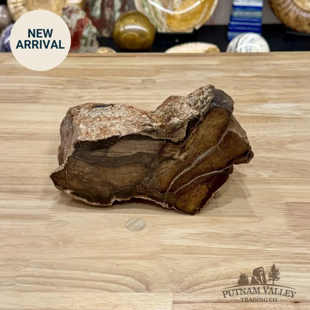 Stinkingwater Oregon Petrified Oak Wood Table Accent 7.67’’ - Free Standing Accent