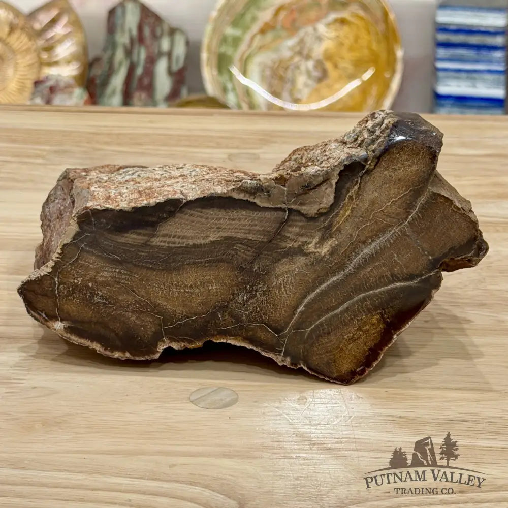 Stinkingwater Oregon Petrified Oak Wood Table Accent 7.67’’ - Free Standing Accent