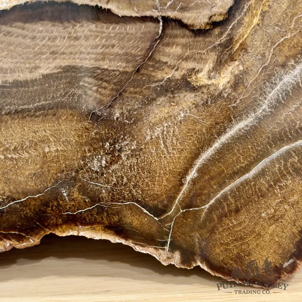 Stinkingwater Oregon Petrified Oak Wood Table Accent 7.67’’ - Free Standing Accent