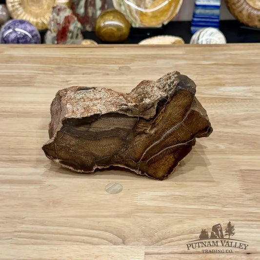 Stinkingwater Oregon Petrified Oak Wood Table Accent 7.67’’ - Free Standing Accent