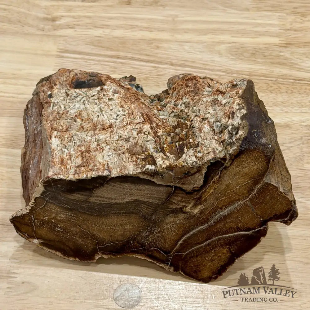Stinkingwater Oregon Petrified Oak Wood Table Accent 7.67’’ - Free Standing Accent