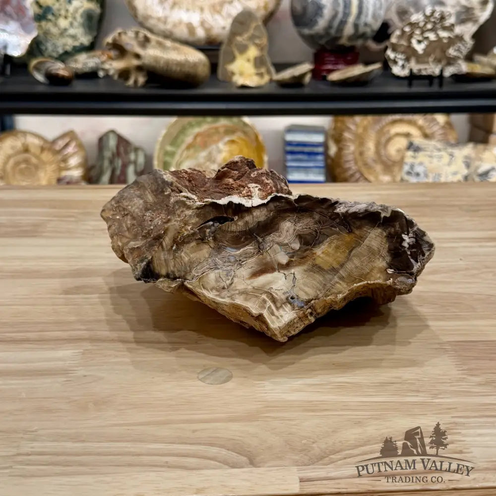 Stinkingwater Oregon Petrified Oak Wood Table Accent 8.8’’ - Free Standing Accent