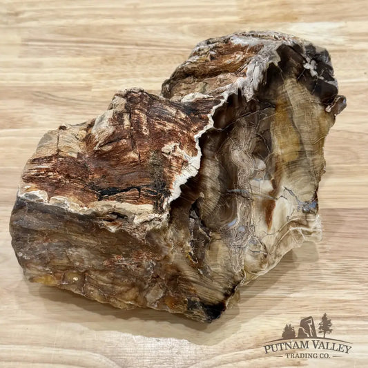Stinkingwater Oregon Petrified Oak Wood Table Accent 8.8’’ - Free Standing Accent