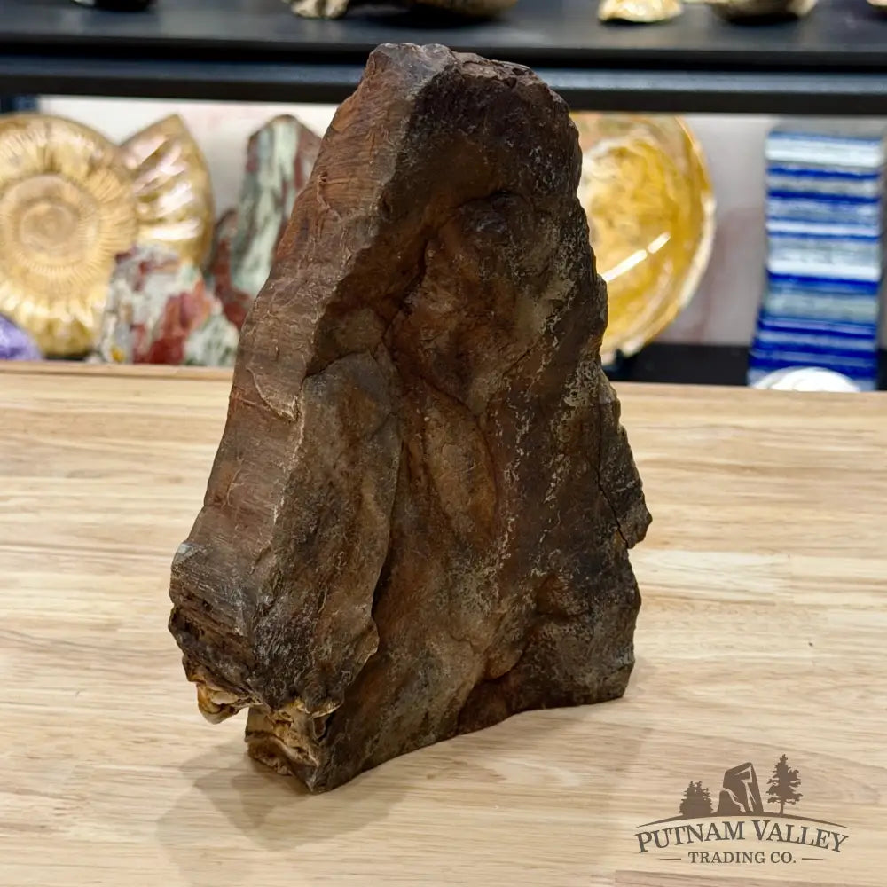 Stinkingwater Oregon Petrified Oak Wood Table Accent 8’’ - Free Standing Accent