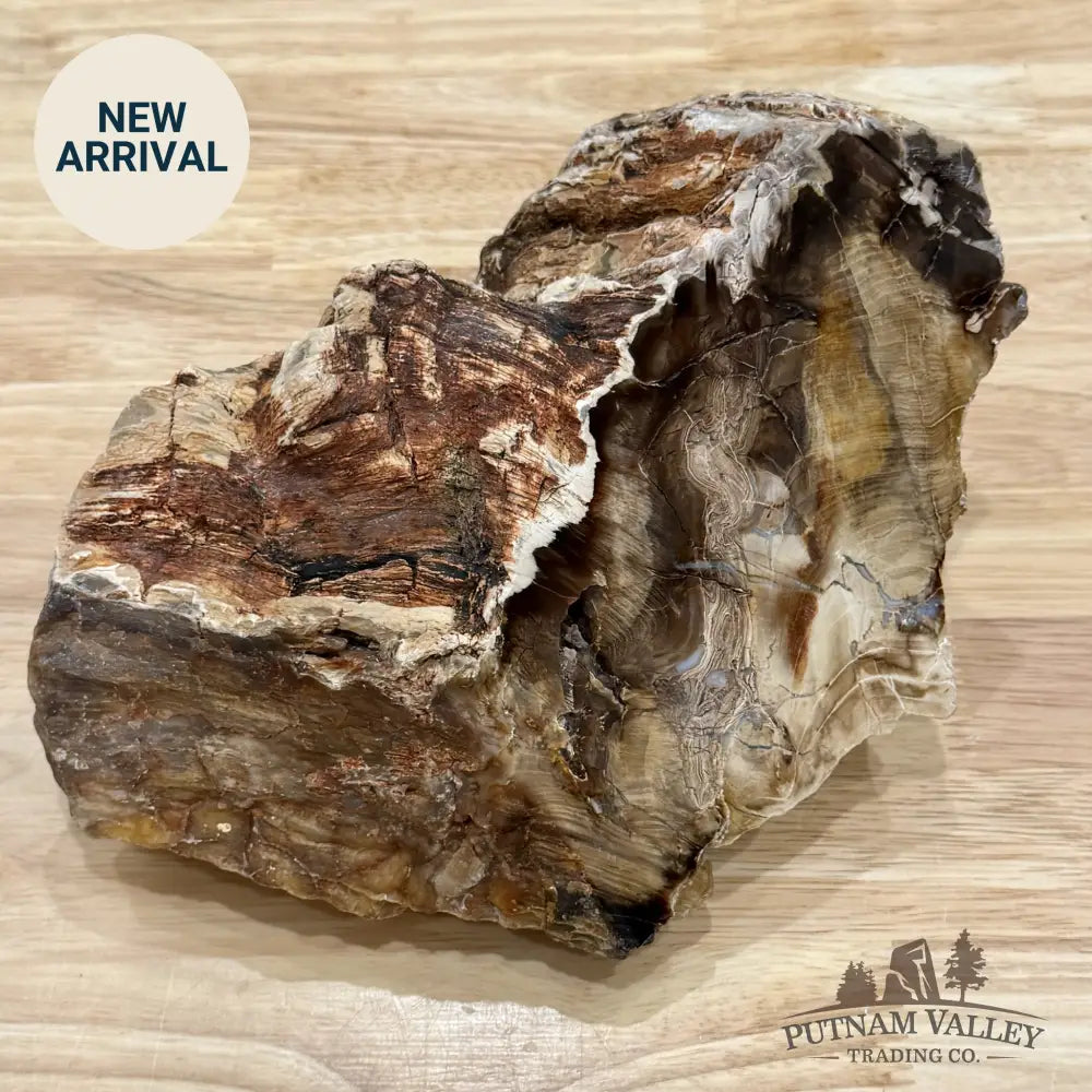 Stinkingwater Oregon Petrified Oak Wood Table Accent 8.8’’ - Free Standing Accent