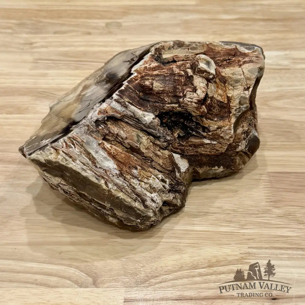 Stinkingwater Oregon Petrified Oak Wood Table Accent 8.8’’ - Free Standing Accent