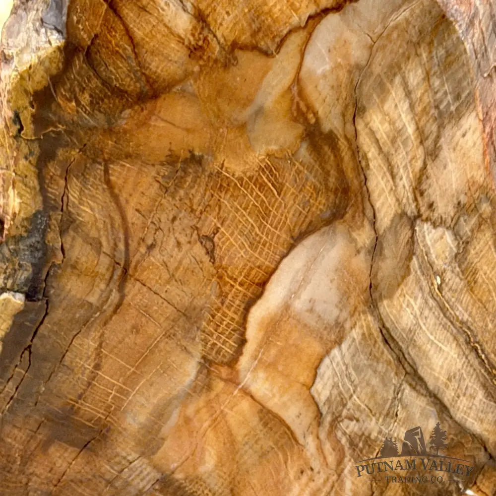 Stinkingwater Oregon Petrified Oak Wood Table Accent 8’’ - Free Standing Accent