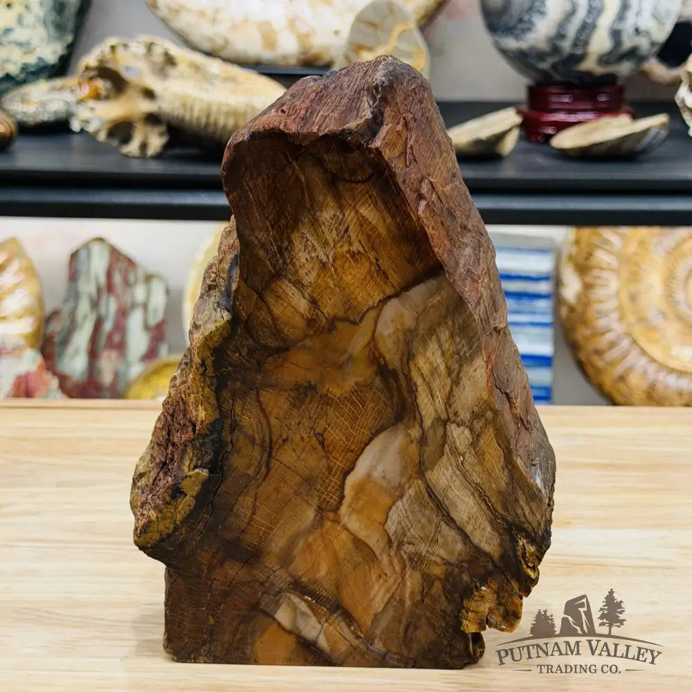 Stinkingwater Oregon Petrified Oak Wood Table Accent 8’’ - Free Standing Accent