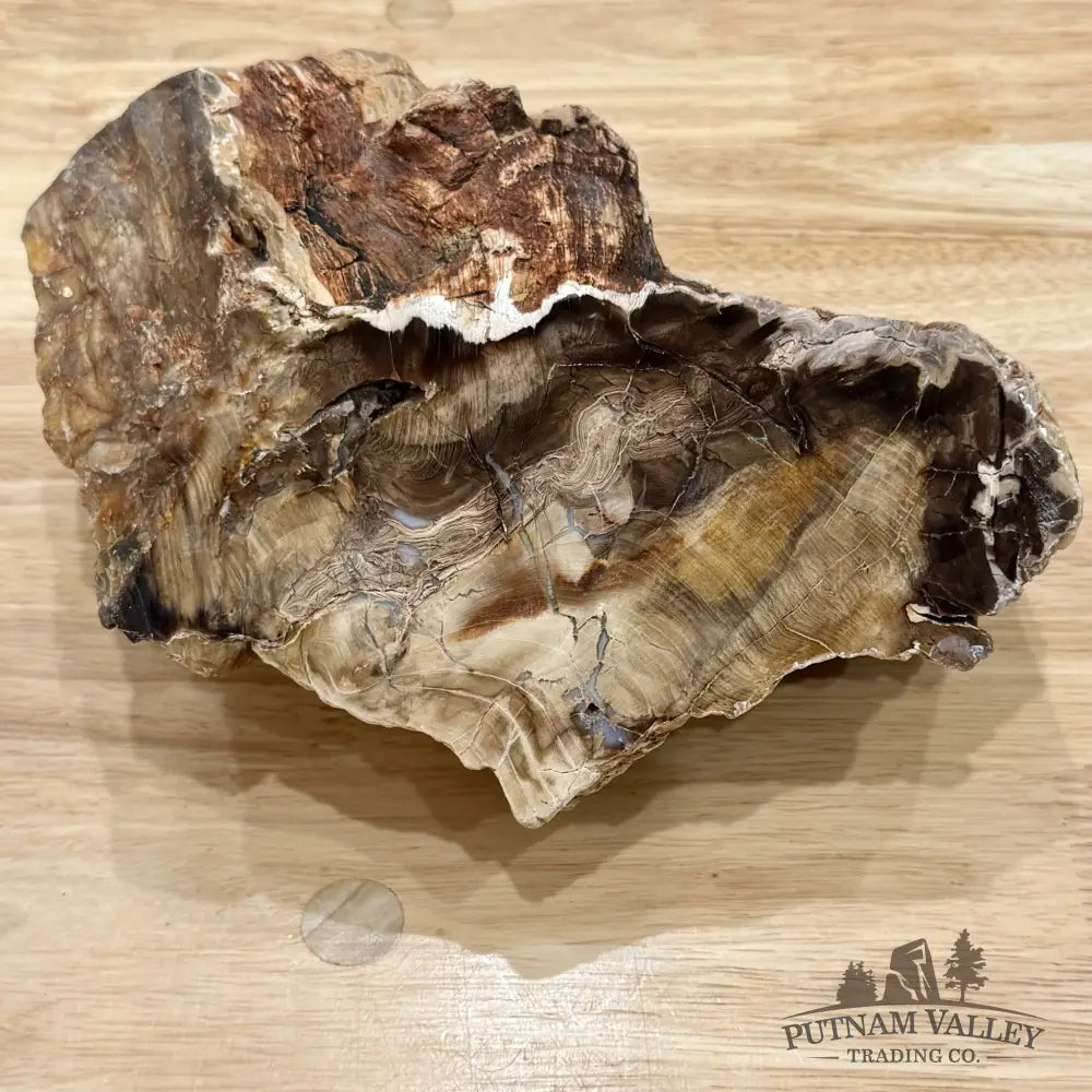 Stinkingwater Oregon Petrified Oak Wood Table Accent 8.8’’ - Free Standing Accent