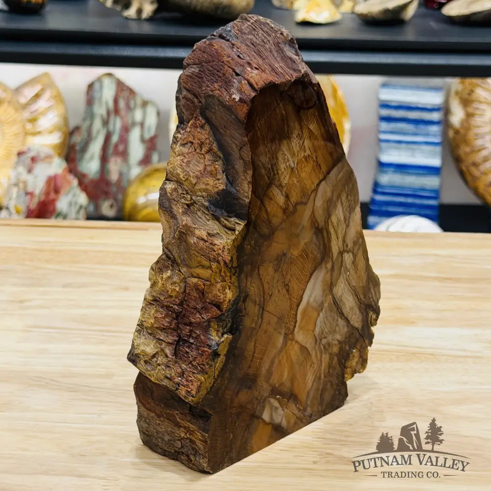 Stinkingwater Oregon Petrified Oak Wood Table Accent 8’’ - Free Standing Accent